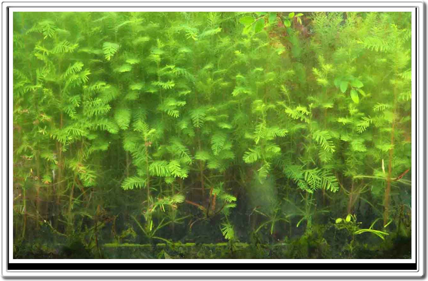 Austin Living Walls